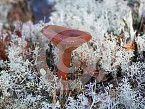 Mushroom in reindeer moss