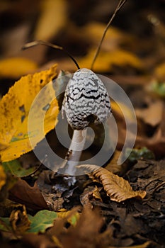 Mushroom Resinous dung beetle in the autumn forest