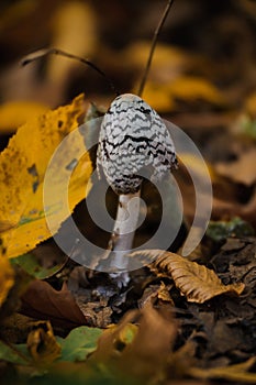 Mushroom Resinous dung beetle in the autumn forest