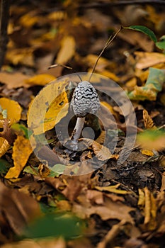 Mushroom Resinous dung beetle in the autumn forest