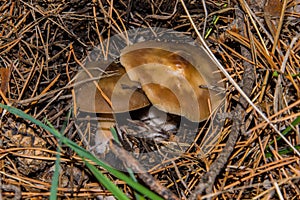 Mushroom Rhodocollybia butyracea. Two fungi Rhodocollybia butyracea grow in a coniferous forest. Mushrooms close up.