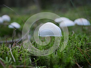 Mushroom rhodocollybia maculata photo