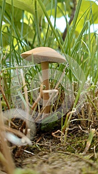 Mushroom rising up from under the tall grass