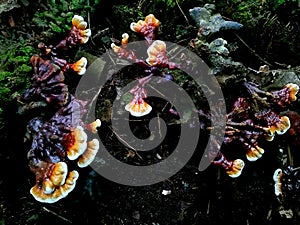 Mushroom beside the river