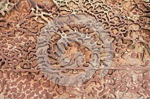 Mushroom Rock Fossilised Coral, Kalbarri National Park, Western Australia