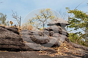 Mushroom rocks in Thailand Pha Taem national park