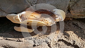 Mushroom on the Rocks