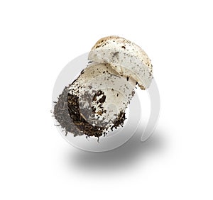 Mushroom with root and mycelium Boletus edulis