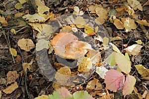 The mushroom Russula