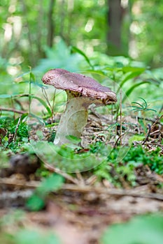 Mushroom Russula azurea