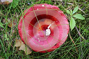 Mushroom Russula emetica in a layer of moss and lichen in the autumn forest