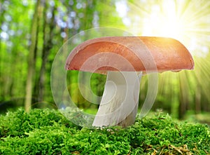 Mushroom Russula