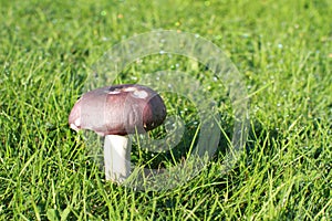 Mushroom Russula violacea