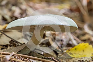 Mushroom Russula virescens