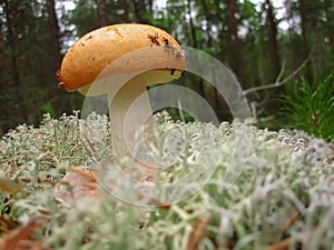 The mushroom Russula with yellow hat