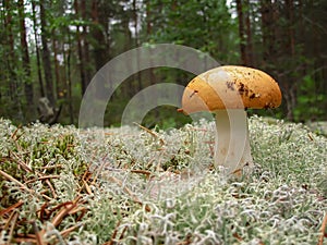 The mushroom Russula with yellow hat