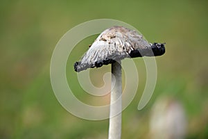 Mushroom, scaly ink agaric Coprinus comatus with light green background