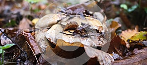 Mushroom season in late summer after rain