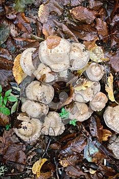 Mushroom season in late summer after rain