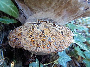 Mushroom seeping sap in a English Woodland