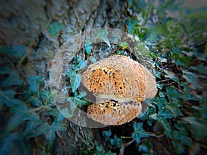A mushroom seeping sap from a tree photo