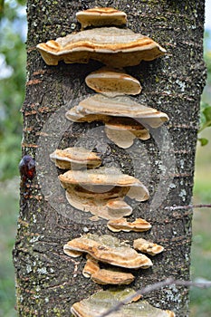 Mushroom set that grows on the cherry tree