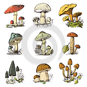 Mushroom set hand drawn engraved. vintage organic vegetarian food. champignon, chanterelles, honey fungus, fly agaric