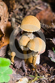 Mushroom shaggy scalycap, Pholiota squarrosa, macro, selective focus