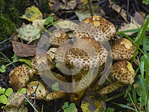 Mushroom shaggy scalycap or Pholiota squarrosa, macro, selective focus, shallow DOF