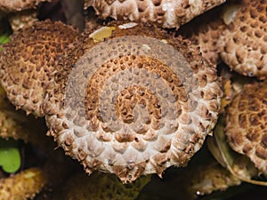 Mushroom shaggy scalycap or Pholiota squarrosa macro, selective focus, shallow DOF