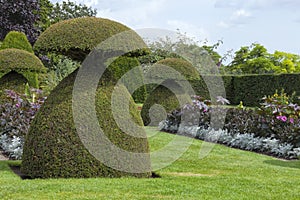 Mushroom shaped topiary plants in an english garden