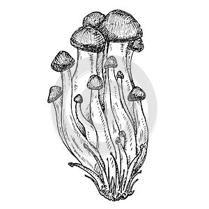 Mushroom shimeji. Vintage vector monochrome hatching illustration isolated