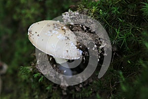 Mushroom shirk from the ground, from moss