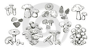 Mushroom sketch. Realistic hand drawn outline edible forest product. Collection of morel, boletus and truffle, porcini