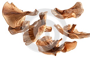 mushroom slices hovering in the air, emphasizing the earthy tones and unique shapes.