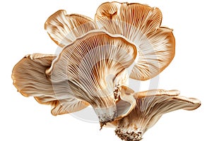 mushroom slices hovering in the air, emphasizing the earthy tones and unique shapes.