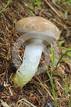 Mushroom slimy spike