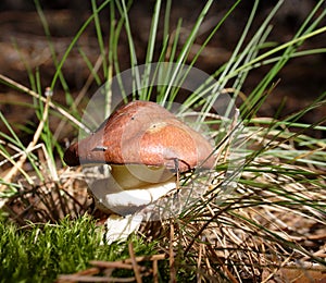 Champinón 