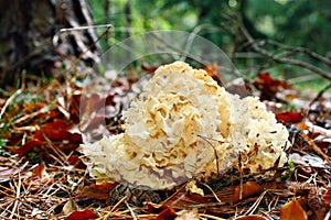 Mushroom Sparassis crispa