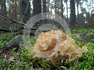 Mushroom Sparassis crispa photo