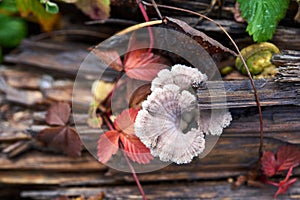 Mushroom sponge growing on a stump photo