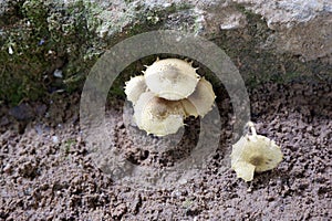 Mushroom Spore Fungus Mushroom