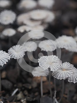 Mushroom spore light of nature macro list