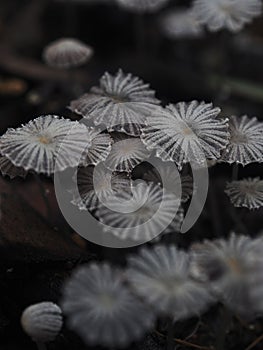 Mushroom spore light of nature macro list