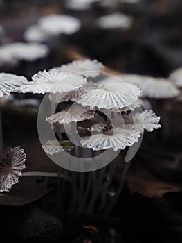 Mushroom spore light of nature macro list