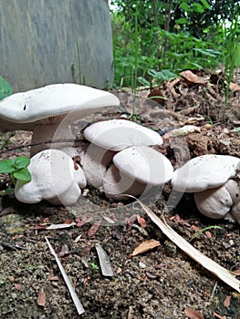 mushroom spore make the best mushroom trees