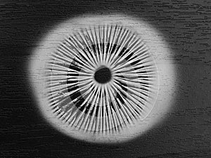 Mushroom spore print