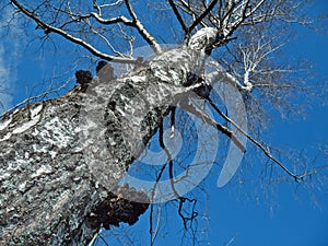 Mushroom on spring birch