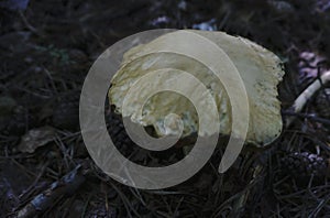 Mushroom stands alone in the forest