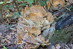 Mushroom stereum,mushrooms that grow on a fallen stem Stereum ostrea photo